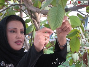 نسرین خسروانی